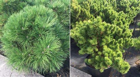 Dwarf Conifers for Landscaping - Paramount Plants UK