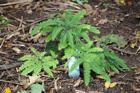 The Versatile Fern – The Native Plant Gardener