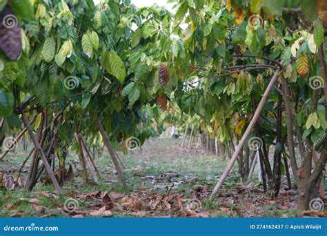 Cocoa Plants In Nature Background Stock Image Image Of Soil Shrub