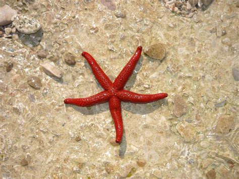 Морские звезды Красного моря (66 фото)