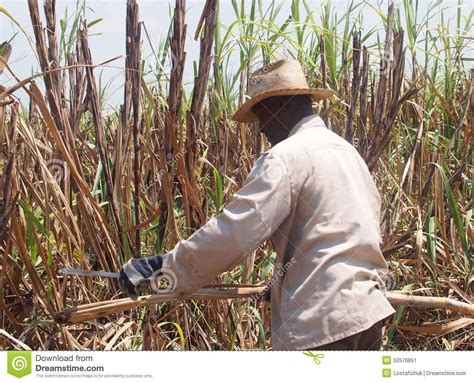 Cuba Sugar Cane