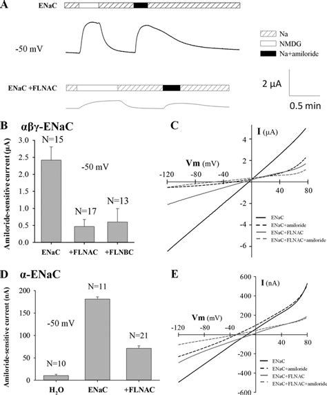 Effect Of Filamin On Whole Cell Transport Mediated By Enac Or Enac