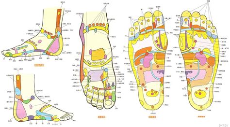 足部反射区图解大全 配图网