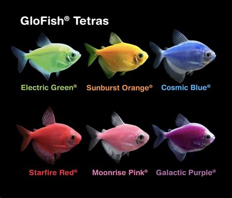 Genetically Modified Fish Glow