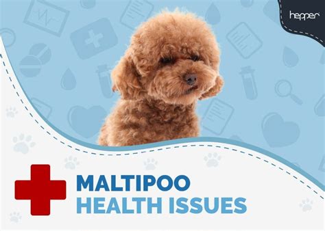 12 Usual Maltipoo Health Issues to Look Out For | Hepper