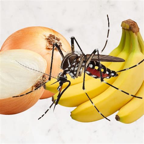 Does What You Eat Really Attract Or Repel Mosquitoes