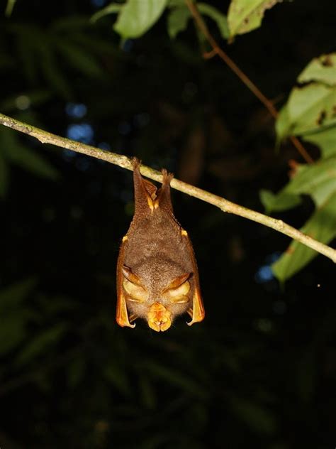 Trefoil Horseshoe Bat From Amo Brunei On 12 February 2015 At 0140 Pm