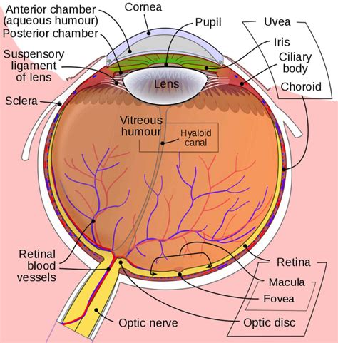 Peripheral Vision Causes Of Peripheral Vision Problems And Treatment