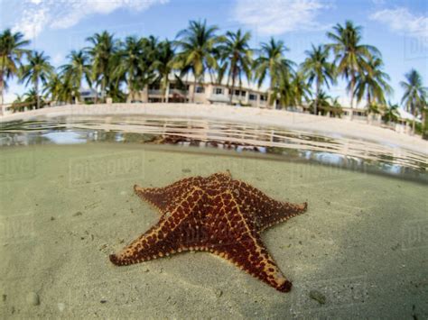 Starfish In Shallow Water On Starfish Beach Grand Cayman Cayman