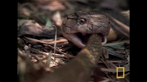 Le cobra royal serpent cannibale National Geographic Vidéo Dailymotion