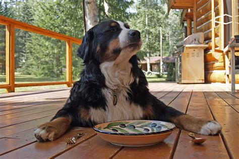 Alimentación natural MOS Cada cuánto debo alimentar a mi perro