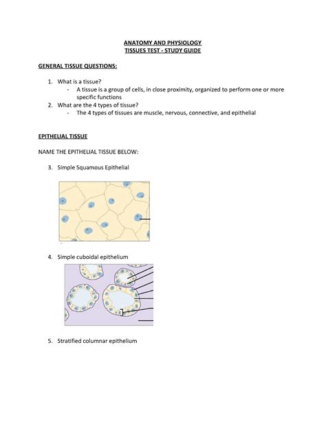 Tissues Study Guide Anatomy And Physiology Tissues Test Study Guide