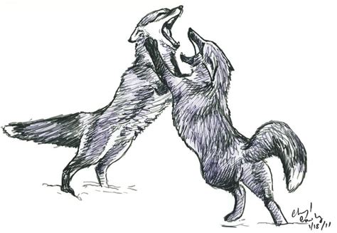 Fox Fight By Silvercrossfox On DeviantArt Art Fox Humanoid Sketch