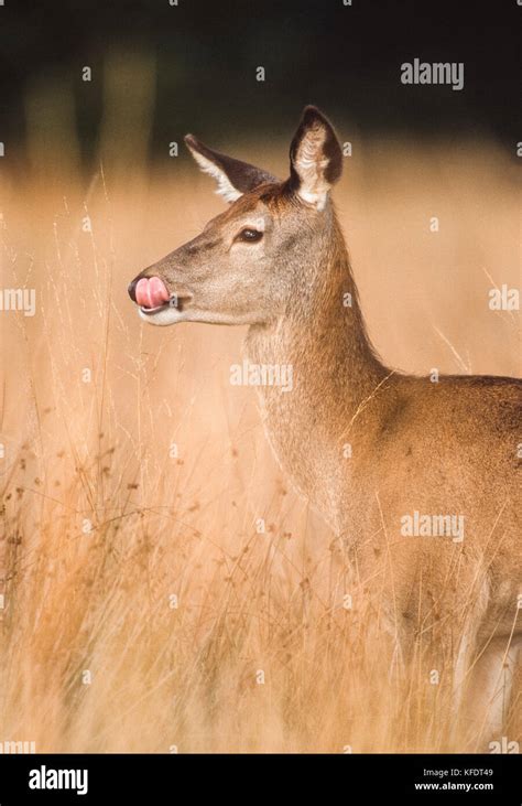 Mammal Deer Uk Hi Res Stock Photography And Images Alamy