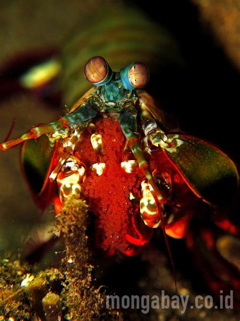 Udang Mantis Si Petinju Bungkuk Bermata Pelik