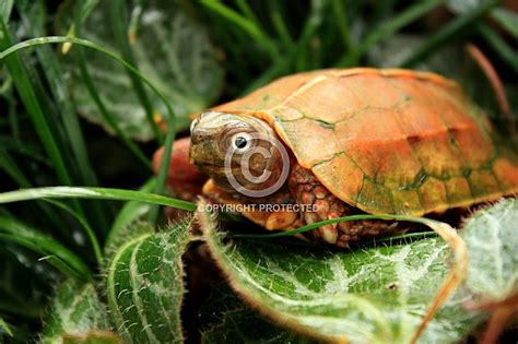 Black Breasted Leaf Turtle Geoemyda Spengleri Wildlife Reference