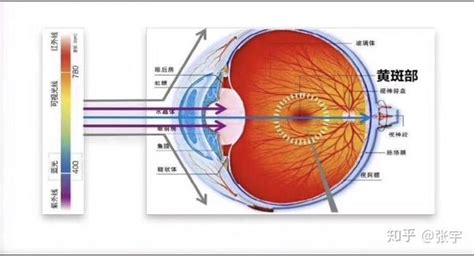 你们了解叶黄素吗？它到底有什么好处 知乎