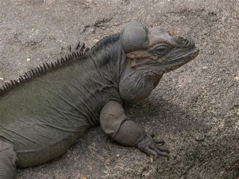 Iguana Photograph By Zina Stromberg Fine Art America