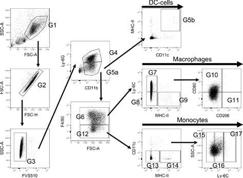 Flow Cytometry Analysis Of Immune Cell Subsets Within The Murine Spleen