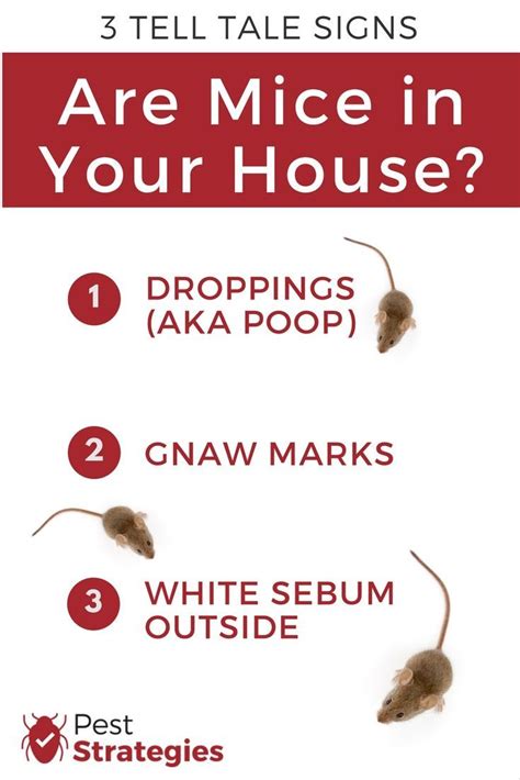 The Most Telling Sign That A Mouse May Have Come For A Visit Is A