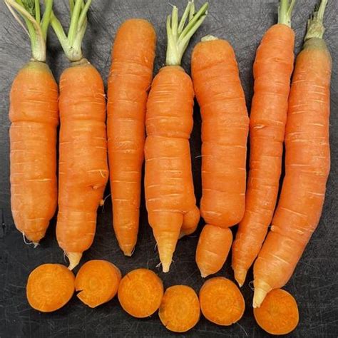 Carrot Daucus Carota Var Sativus Mokum In The Carrots Database