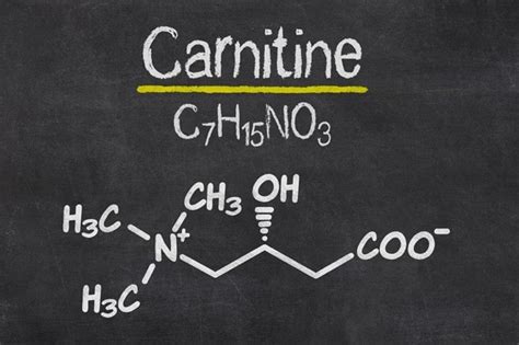 Cos è e a cosa serve la carnitina Il nostro Blog