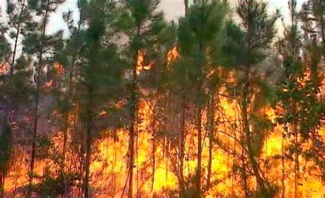 Gran Incendio Forestal Daña 800 Hectáreas De Bosque En Cuba Qué Pasa