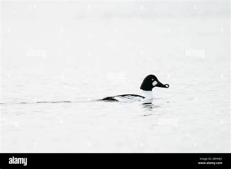 Fish eating duck hi-res stock photography and images - Alamy