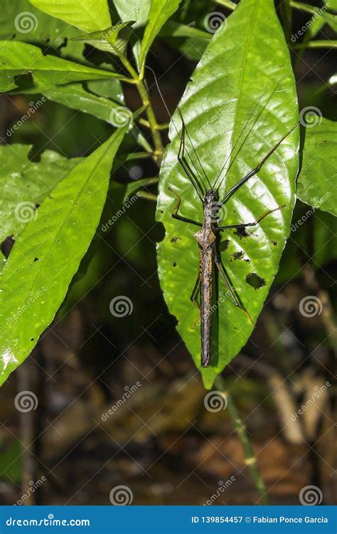 Insect Stick On Leaf Stock Image Image Of Hide Conceal 139854457