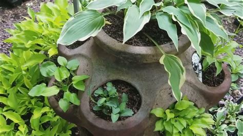 The Hosta Hideaway Small And Miniature Hostas Garden Tour Youtube