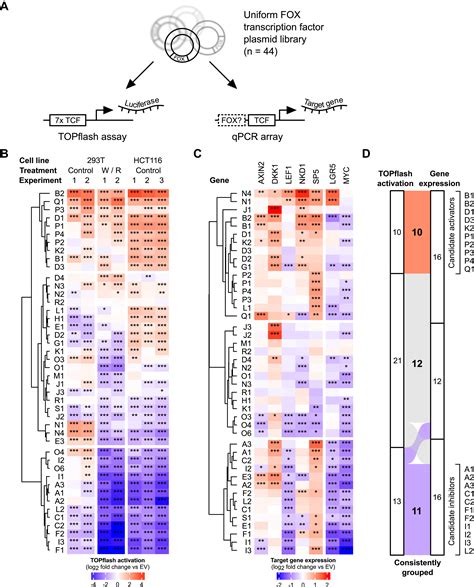 Fox Transcription Factors Are Common Regulators Of Wnt Catenin