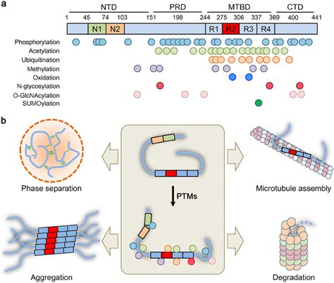 Post Translational Modifications Of Tau And Their Impacts On Tau Download Scientific Diagram