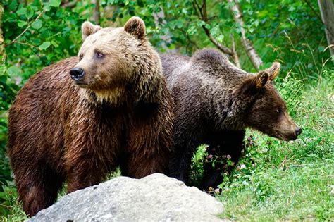 La población de osos pardos podría reducirse a la mitad Ambientum