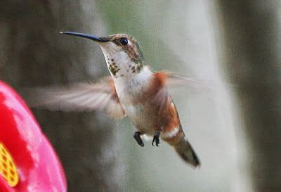 Female Rufous hummingbird. Photo by Dorothy Borders for The Nature of ...