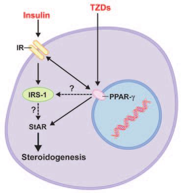 Proposed Interactions Among Ppar Insulin Receptor Ir Irs And