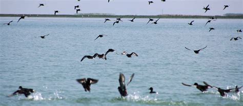 Chilika Lake Tourism - Odisha Tour Package