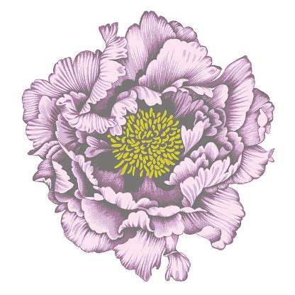 Peony Flower Pencil Drawing Stock Illustration - Download Image Now ...