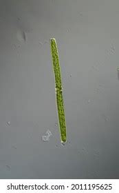 Green Algae Under Microscope 100x Stock Photo 2011195625 | Shutterstock