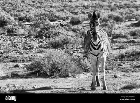 Karoo National Park Wildlife Black And White Stock Photos And Images Alamy