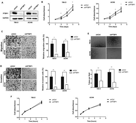 Ptbp1 Knockdown Inhibited The Proliferation Migration Invasion And