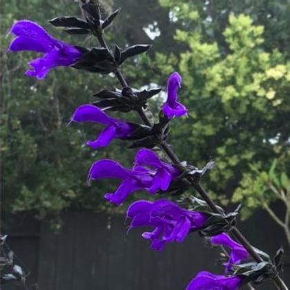 Salvia Bodacious Rhythm And Blues From Rush Creek Growers