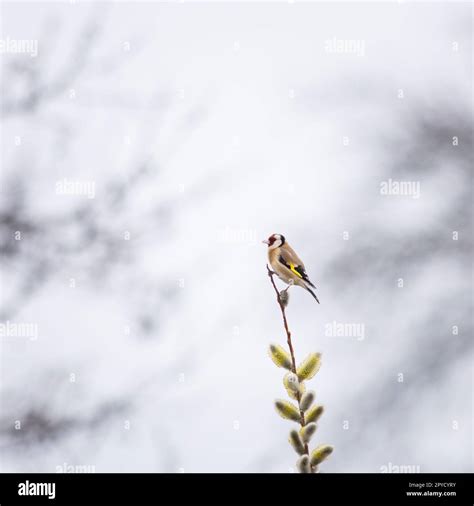 Goldfinch Perched On A Willow Stick Stock Photo Alamy