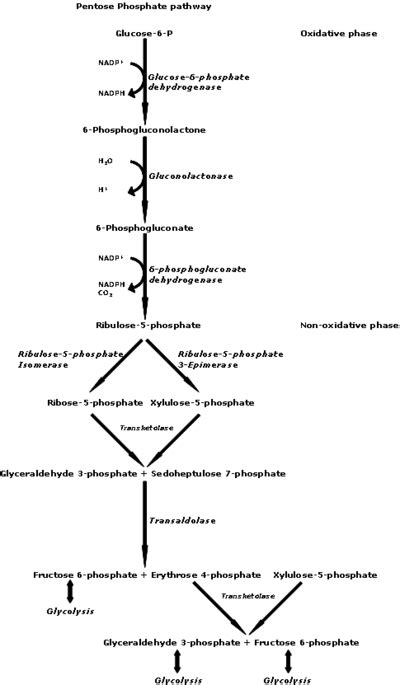 Pentose phosphate pathway - Wikipedia