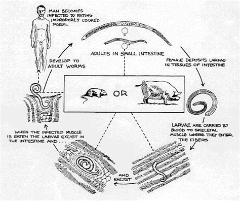 Biol 230 Lab Manual Life Cycle Of Trichinella