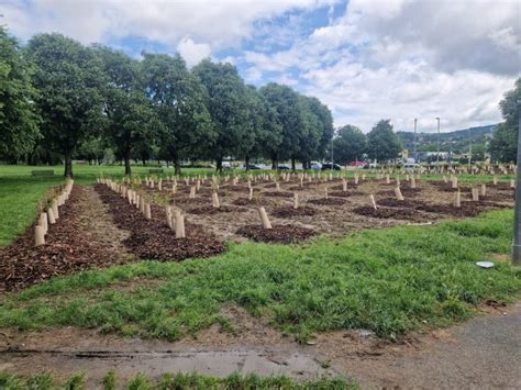 Moncalieri Sempre Pi Citt Del Verde Piantumati Duemila Nuovi Alberi