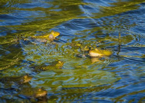 Ranas De Pantano En Los Estanques Verdes Agua En Primavera Imagen De