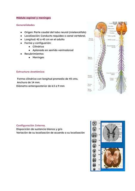 Médula Espinal Y Meninges Yamileth Udocz