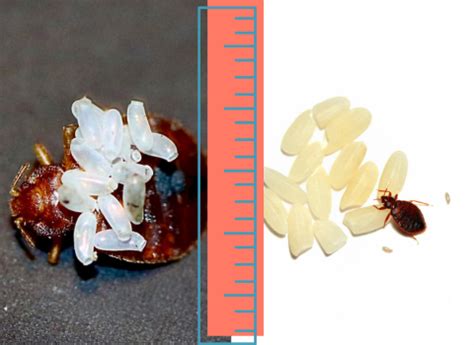 What is the Typical Bed Bug Egg Size? – thebedbugpress.com