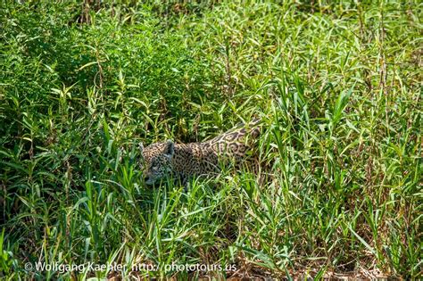 The Pantanal - Photo Tours — Photo Tours