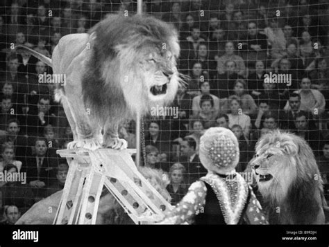 Wild Animal Tamer Irina Bugrimova Performing At The Moscow Circus Stock